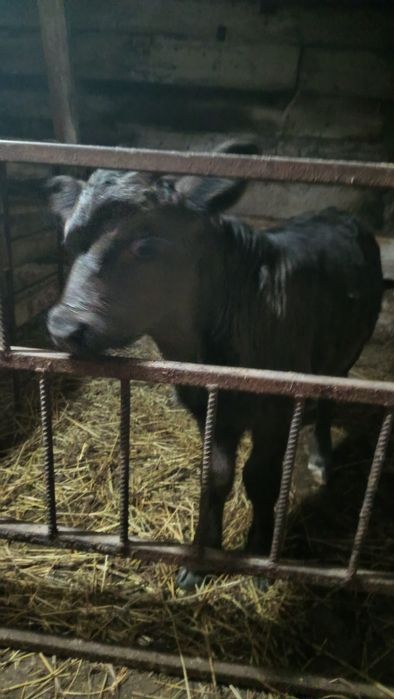 Продам телёнка!!!