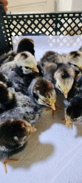 Pui Wyandotte argintiu