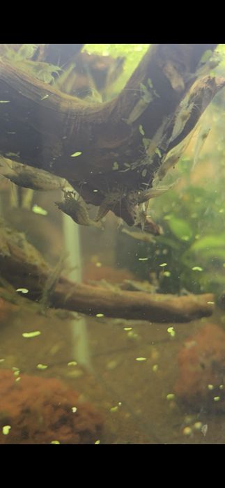 Креветки Амано в Алматы