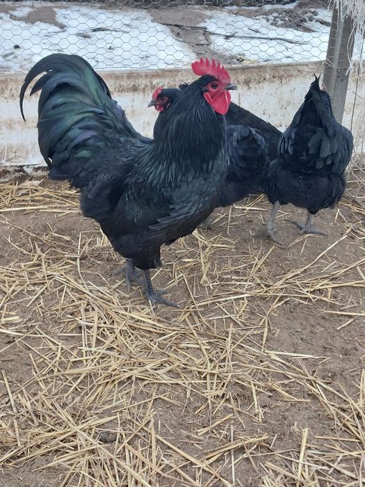Oua incubat Australorp negru