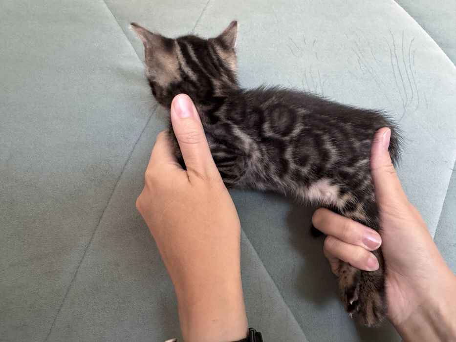 Бенгальские котята