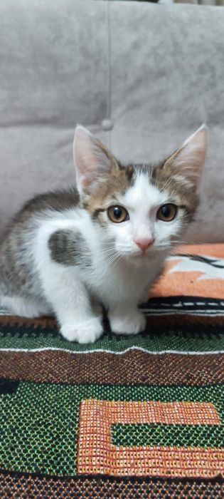 Котята в хорошие руки