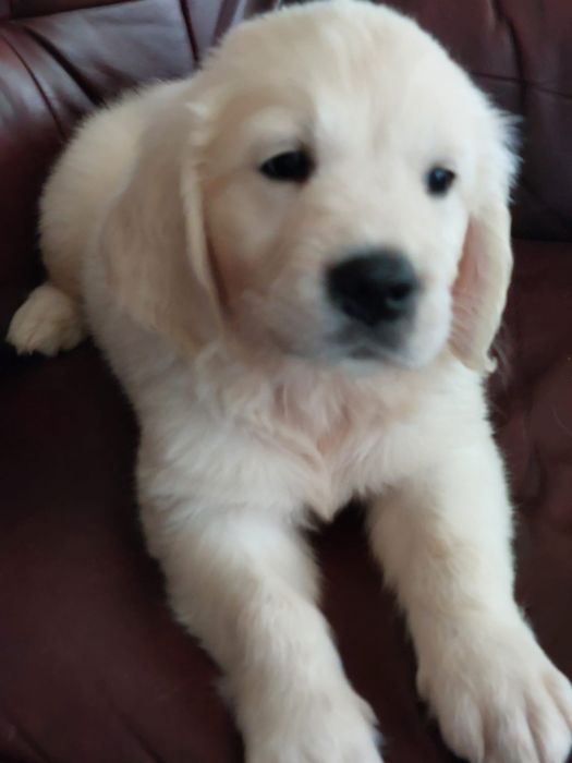 Vand  mascul golden retriever