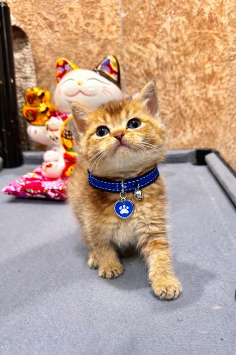 Продается крутой пацанчик красвчек