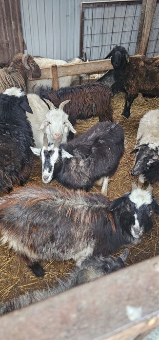 13 мыңмен 22 мың аралығында ірі лақтар,шыбыштар бар