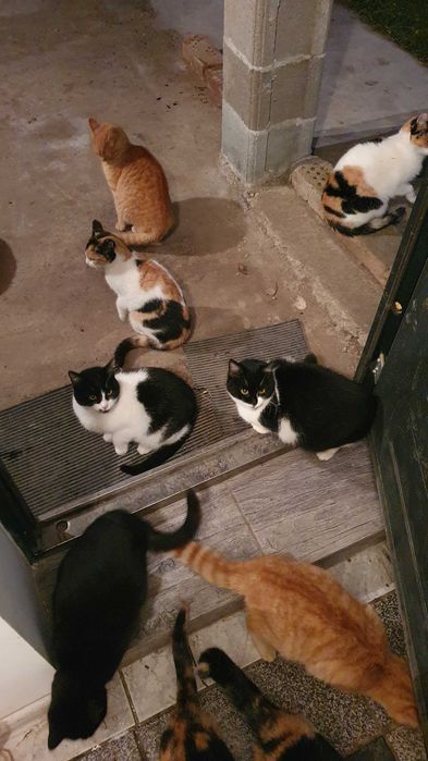 Спасете млади котета - остават сами на произвола на съдбата