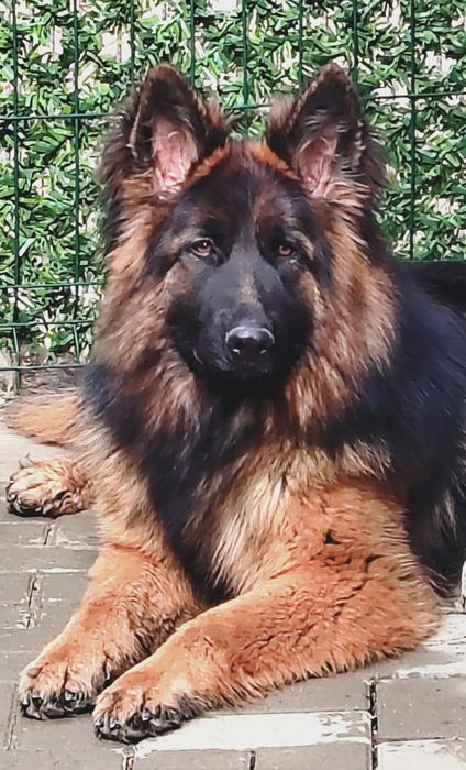 Femelă Ciobanesc German
