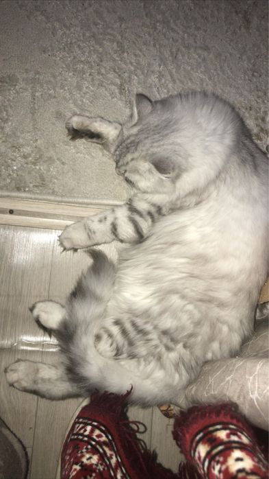 Продам шотландских  кошек