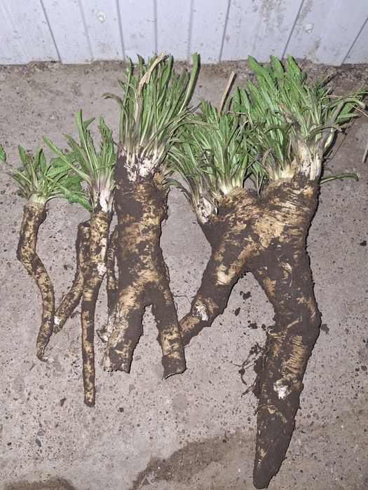 Продам корни хрена