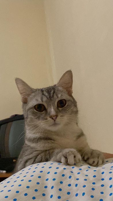 Отдам кошку в хорошие руки