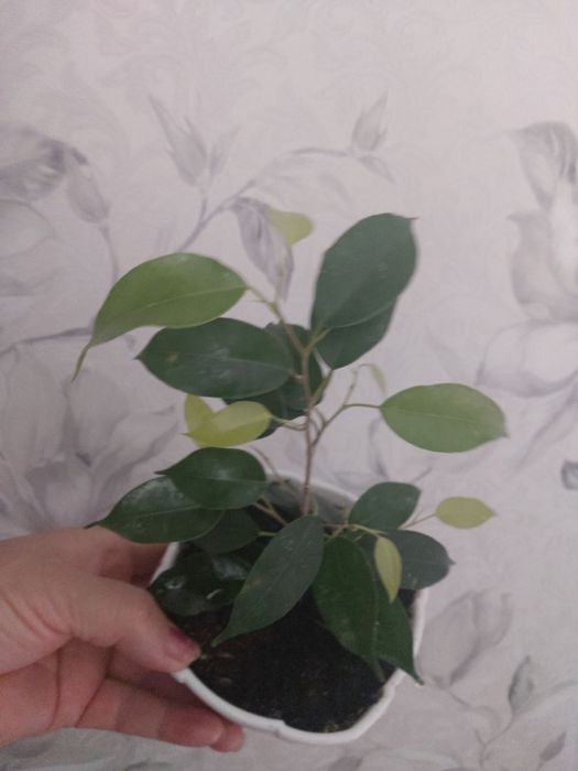 Фикусы и фуксии от 700тг