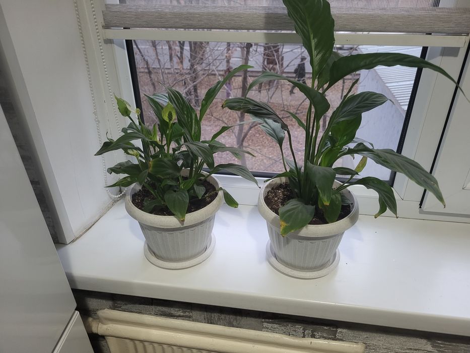 Женское счастье 2 шт по 2500