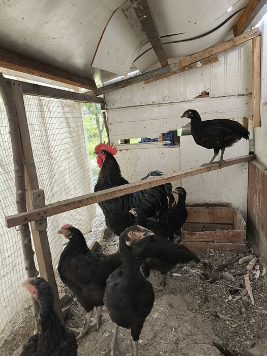 Top bilan qattiq porno