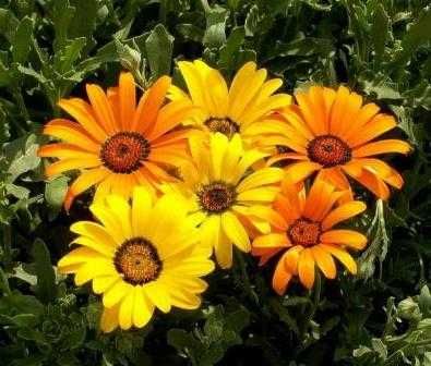 Свежее поступление семян  в ассортименте