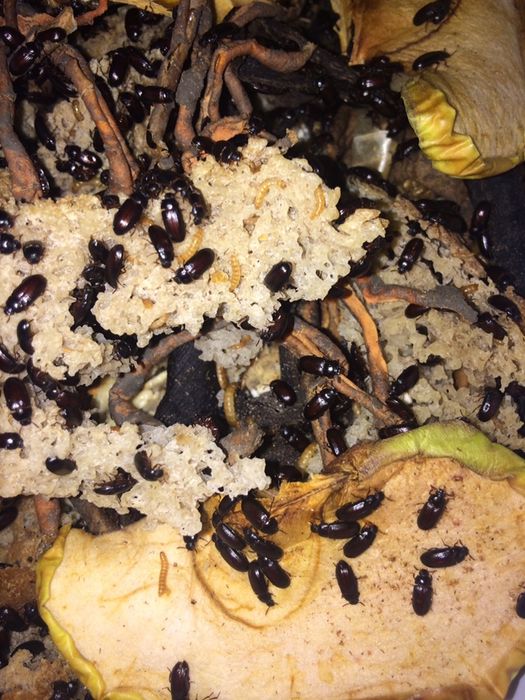 Жук знахарь(чернокнижник)