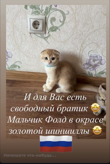Шиншиллы разных оттенках