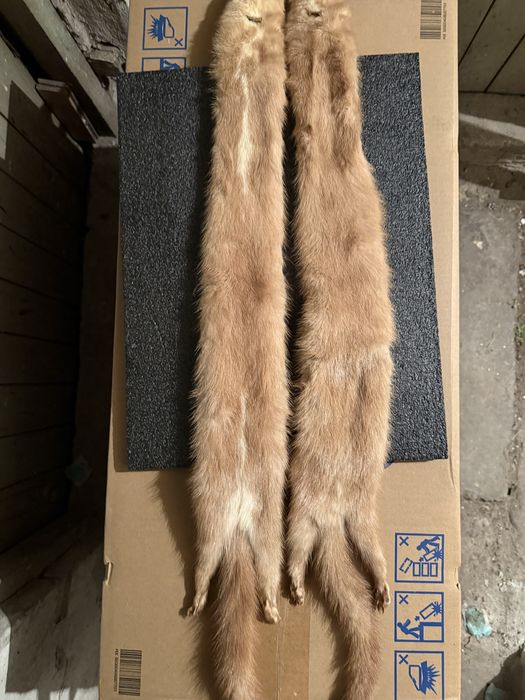 Продавам препарирана невестулка