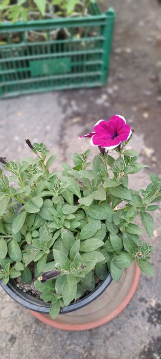 Рассада ампельных петунии