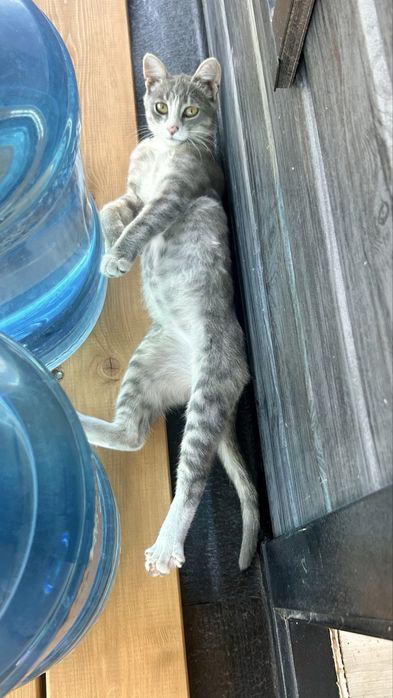Умнейший мальчик 4 мес ищет семью