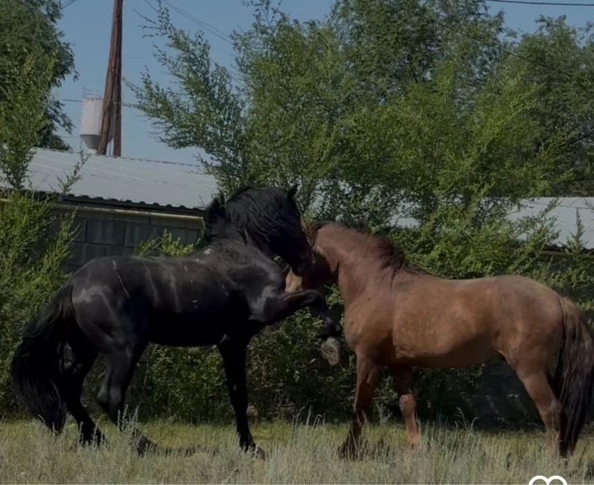 2 айғыр сатылады