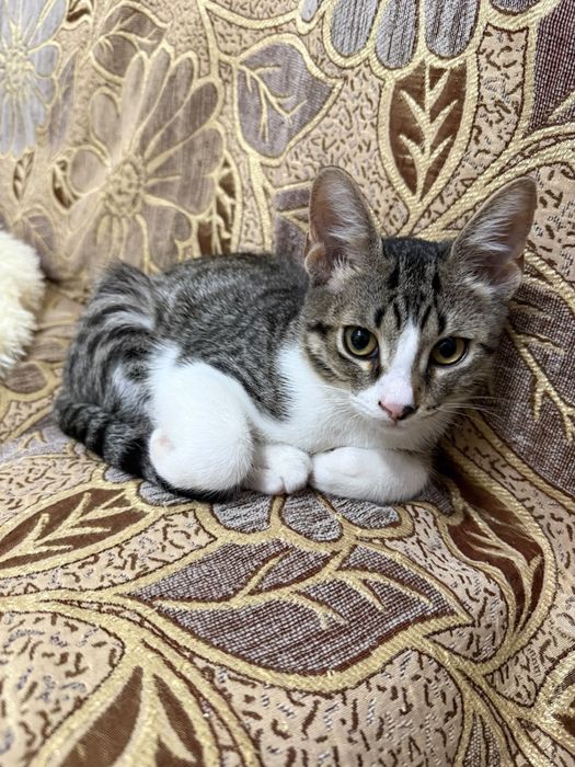 Отдам котенков