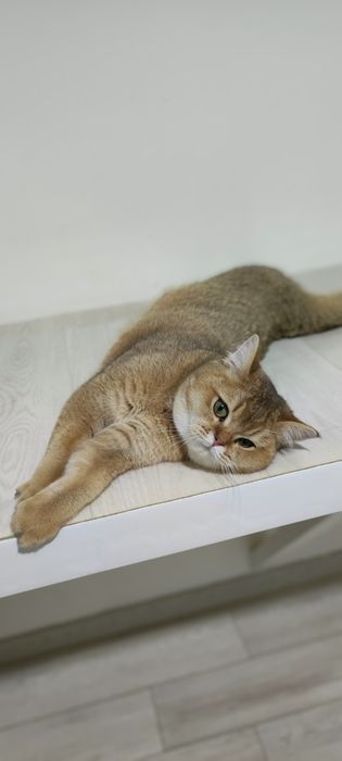 Кошечка  БриТансКая