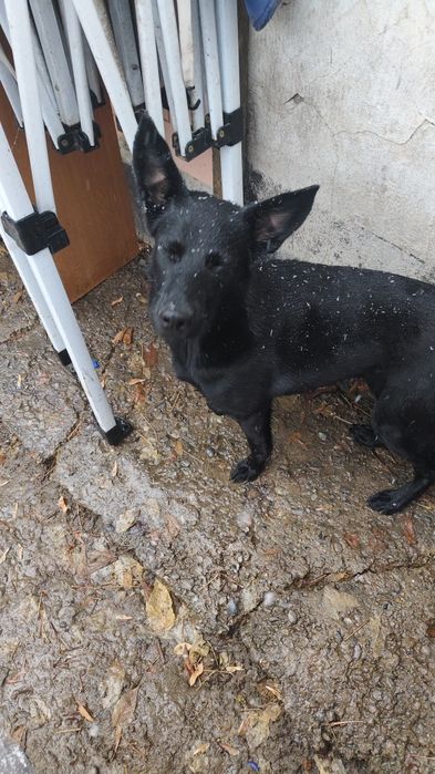 Овчарка в хорошие руки