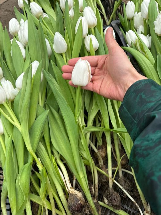 Премиальные Тюльпаны Астана