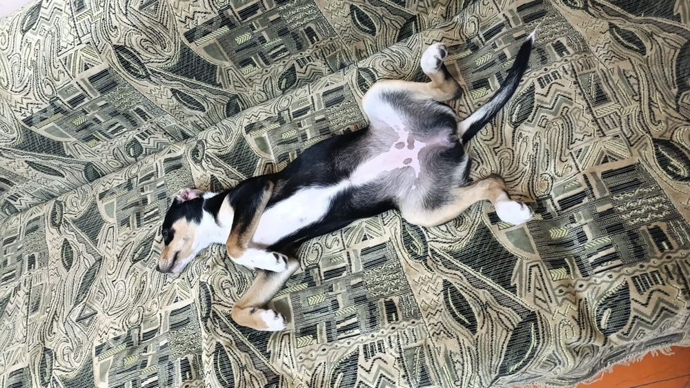 Отдам красавиц в добрые,любящие руки!