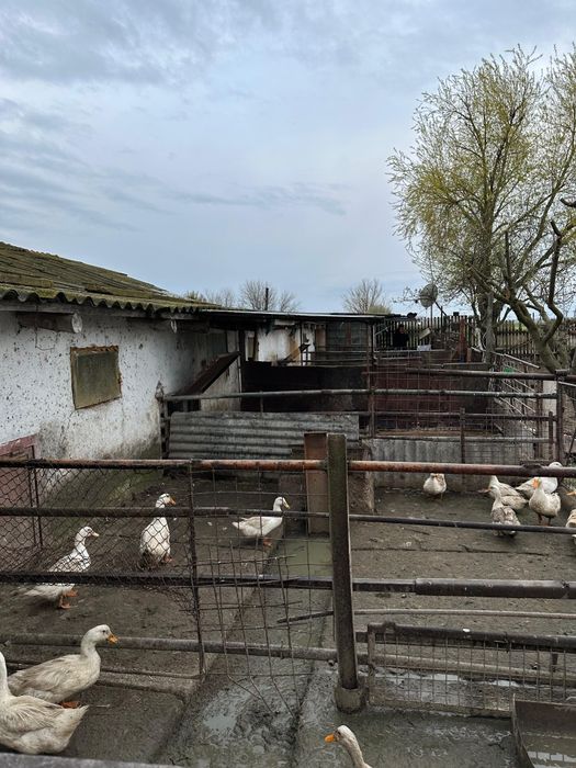 Grajd fostă fermă în Stelnica (IL)