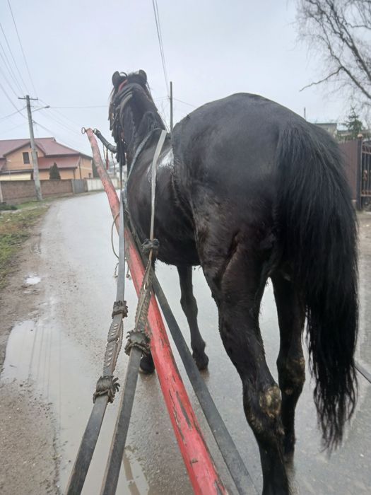 Vand iapă foarte cuminte