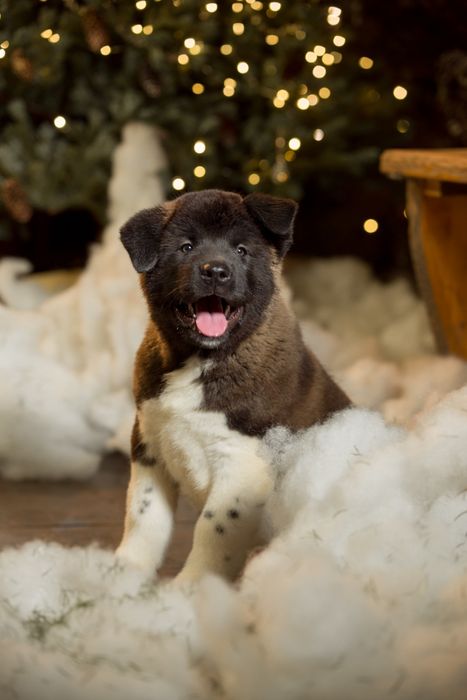 Американская Акита щенки