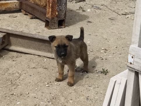 Отдам щенят в хорошие руки