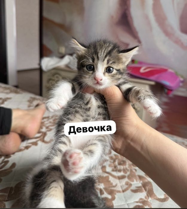 Падорю котят в добрые руки