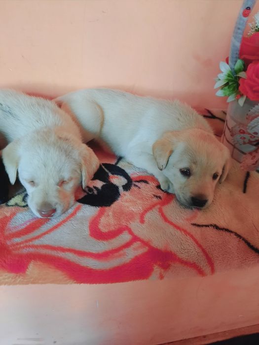 Labrador лабрадор 1.5 месячный  продается