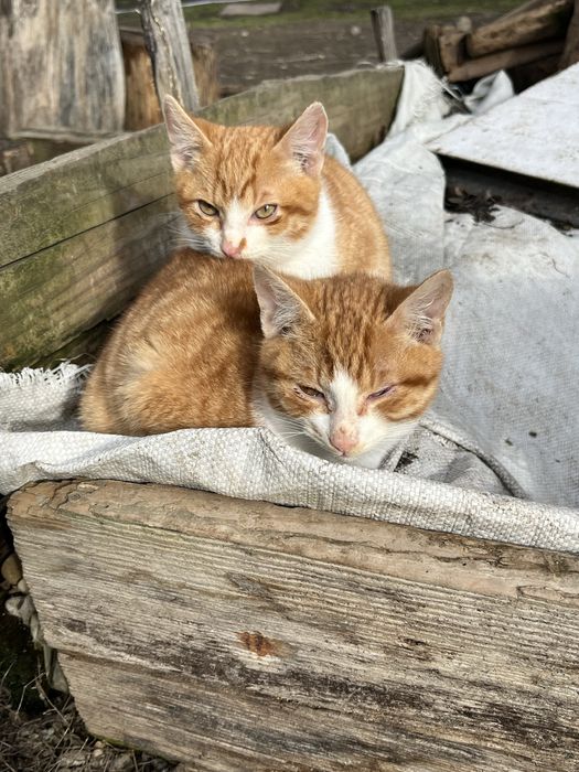 Pisicute spre adoptie