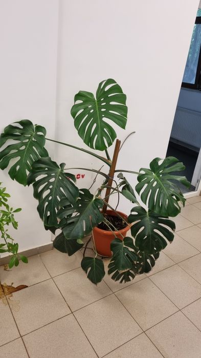 Monstera deliciosa