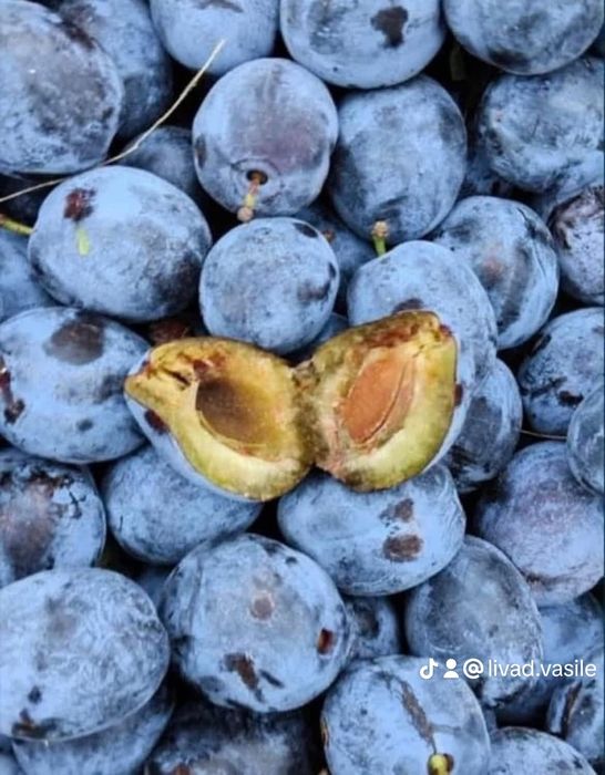 Vând prune de țuică