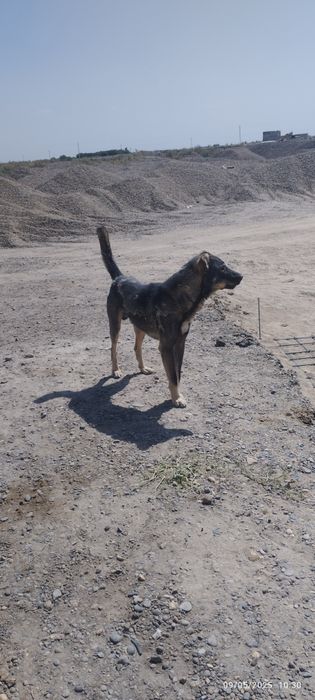 Qoʻriqchi it yuvosh va baquvvat alabay sotiladi