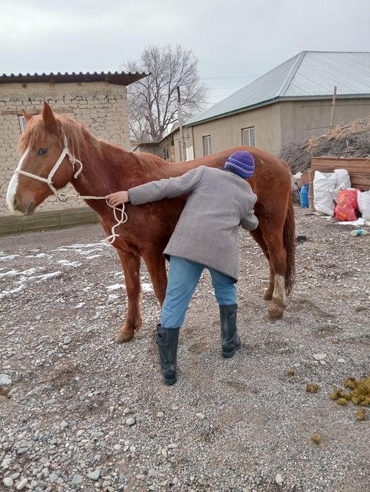 Сауын бие сатылады .