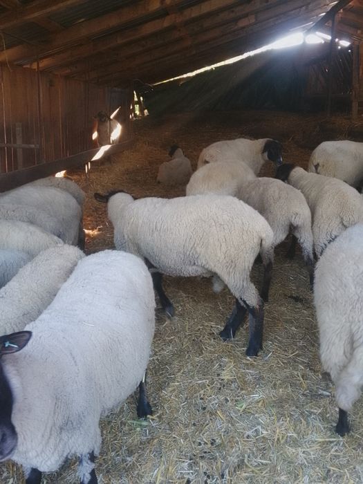 Oi metis de vânzare sau schimb