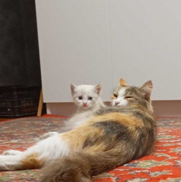 Кошечка с кличкой кокос