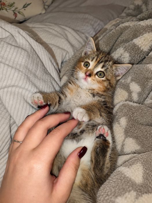 Котенок девочка трехцветный