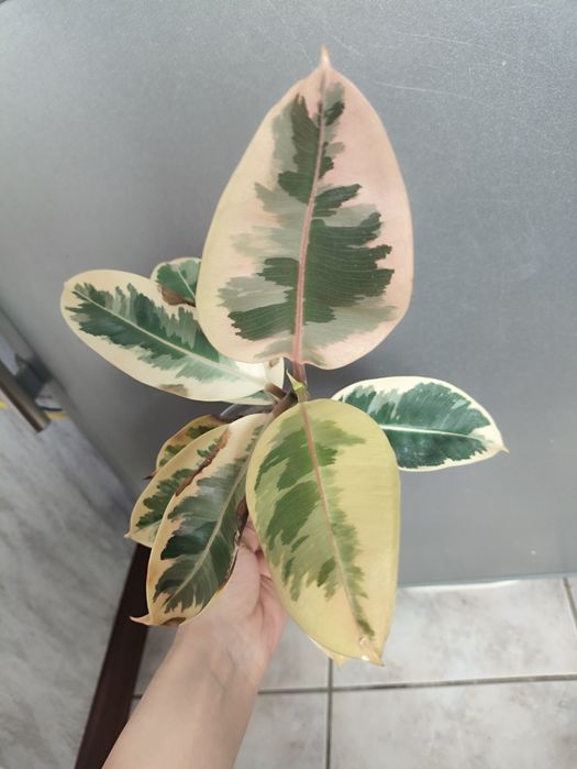 Фикус эластика Сильвия