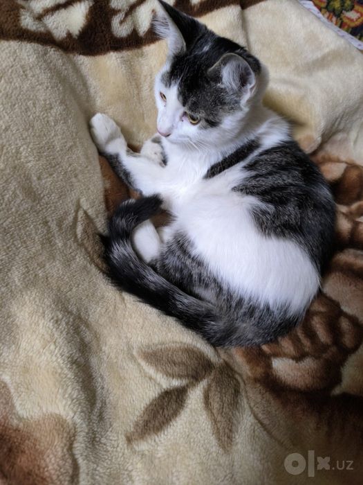 Отдаем котят в добрые руки