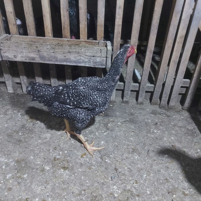 Корейц китай крупный