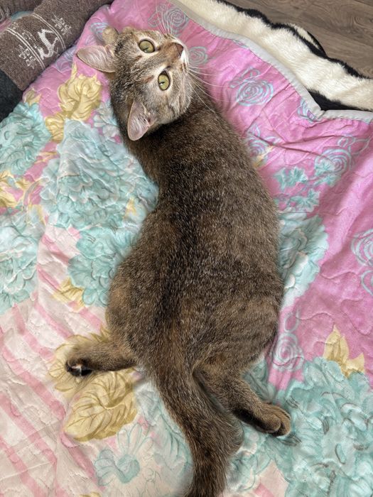 Кошечка в добрые руки