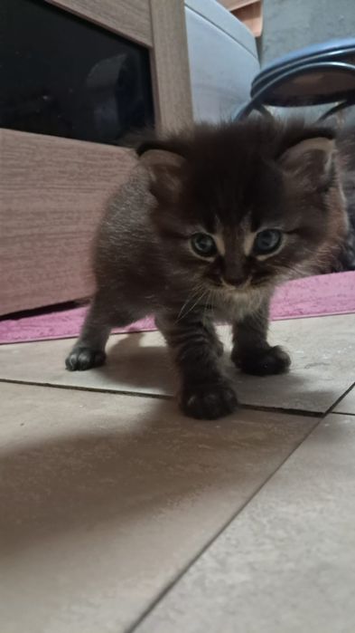 Котята "Тукседо*