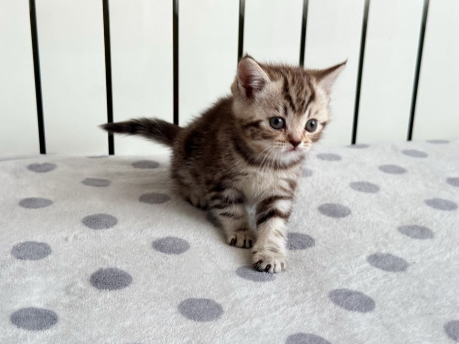 Продам британского котенка