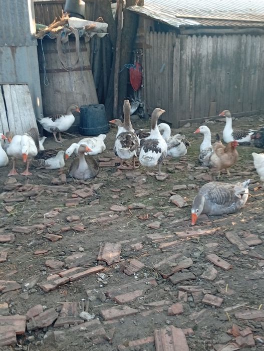 Gâște de vânzare